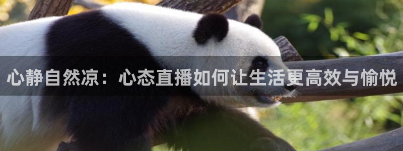 jrkan纬来直播nba：心静自然凉：心态直播如何让生活更高效与愉悦